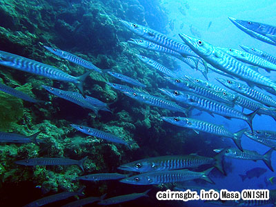 オオカマス、ブラックフィンバラクーダ/Sphyraena qenie/Blackfin barracuda