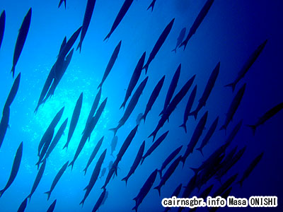 オオカマス、ブラックフィンバラクーダ/Sphyraena qenie/Blackfin barracuda