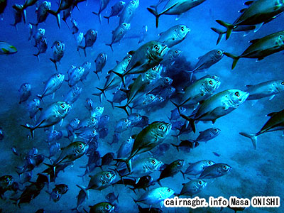 ギンガメアジ/Caranx sexfasciatus/Bigeye trevally