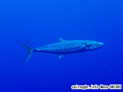 ヨコシマサワラ/Scomberomorus commerson/Narrow-barred king mackerel