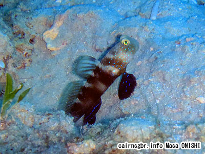 ムラサメハゼ/Cryptocentrus fasciatus/Barred prawn-goby