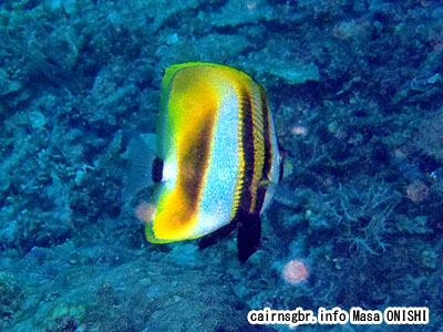 タキゲンロクダイ/Coradion altivelis/Tawnygirdled butterflyfish、Highfin Coral Fish
