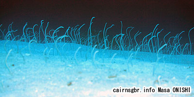 スパゲティーガーデンイール、 ホワイトスポテッドガーデンイール/Gorgasia maculata/Spaghetti Garden eel , White Spotted Gardenn-eel