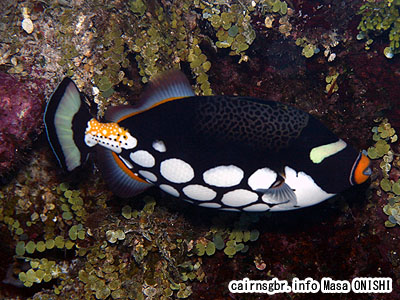 モンガラカワハギ/Balistoides conspicillum/Clown triggerfish