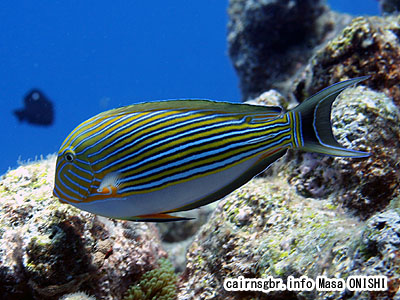 ニジハギ/Acanthurus lineatus/Striped Surgeonfish、Bluebanded surgeonfish