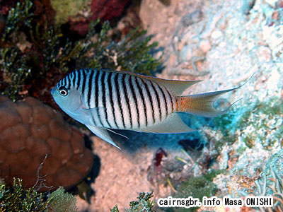 ヤイトヤッコ/Genicanthus melanospilos/Spotbreast angelfish, Swallowtail angelfish