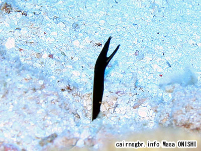 ハナヒゲウツボ/Rhinomuraena quaesita/Ribbon Eel、Ribbon Moray
