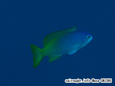 ペインティッドアンティアス/Pseudanthias pictilis/Painted anthias,Pictilis Anthias 約15cm