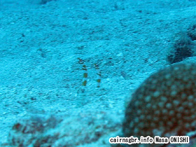 ニシキアナゴ/Gorgasia preclara/Splendid garden eel, Orange-barred garden eel