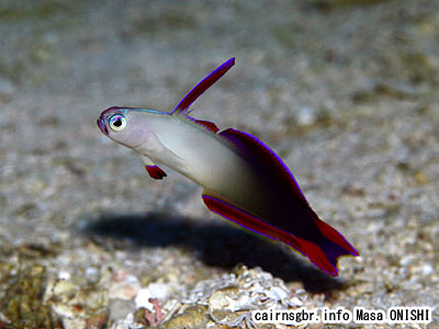 アケボノハゼ/Nemateleotris decora/Purple fire goby
