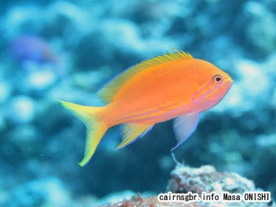 スミレナガハナダイ/Pseudanthias pleurotaenia/Squarespot fairy basslet,Squarespot anthias