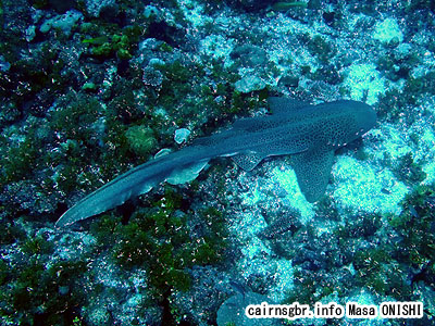 トラフザメ/Stegostoma varium/Leopard shark、Zebra shark