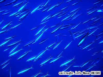 クマザサハナムロ/Pterocaesio tile/Neon fusilier, Dark- banded fusilier,Bluestreak Fusilier