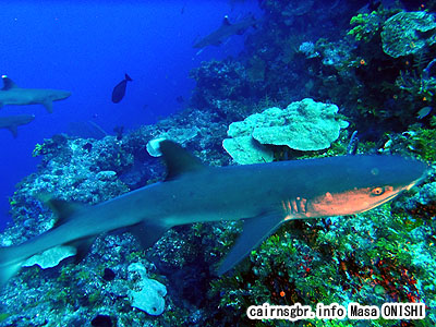 ネムリブカ/Triaenodon obesus/Whitetip reef shark