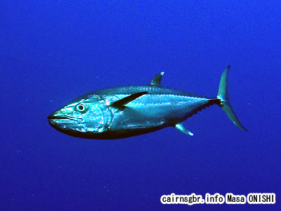 イソマグロ/Gymnosarda unicolor/Dog-toothed tuna