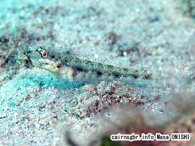 ヤツシハゼ/Vanderhorstia ornatissima/Ornate prawn-goby