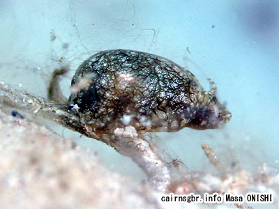 ブドウガイ科/HAMINOEIDAE