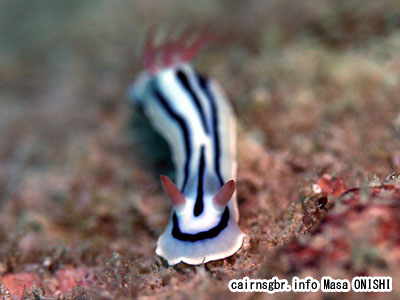 クロスジウミウシ/Chromodoris burni