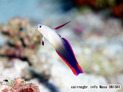 アケボノハゼ/Nemateleotris decora/Purple fire goby