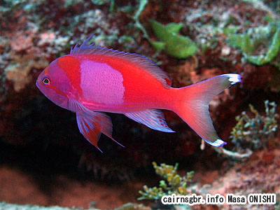 スミレナガハナダイ/Pseudanthias pleurotaenia/Squarespot fairy basslet,Squarespot anthias