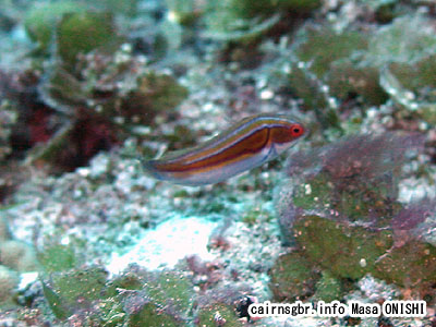 ラバウティズ ラス/Cirrhilabrus laboutei/Laboutes wrasse