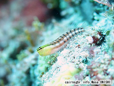 タイガーブレニー/Ecsenius tigris/Tiger Blenny