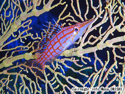 グダゴンベ/Oxycirrhites typus/Longnose hawkfish