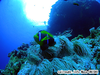 オレンジフィン・アネモネ フィッシュ/Amphiprion chrysopterus Cuvier/Orangefin anemonefish