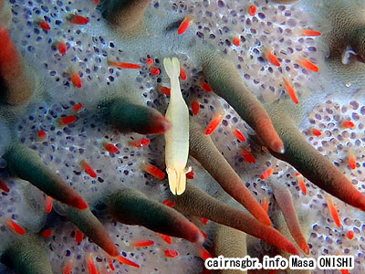 ヒトデヤドリエビ/Periclimenes soror/Starfish shrimp