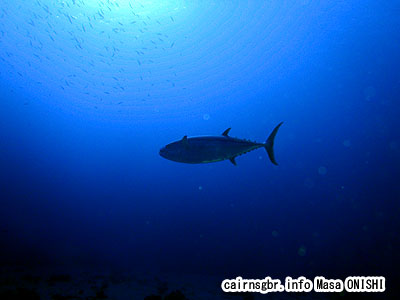 イソマグロ/gymnosarda unicolor/Dog-toothed tuna