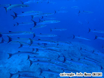 オオカマス、ブラックフィンバラクーダ/Sphyraena qenie/Blackfin barracuda