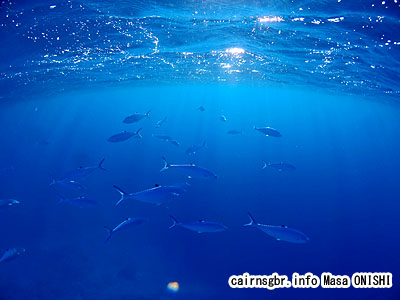 イケガツオ/Scomberoides lysan/Black-tiped leatherskin, Doubledotted queenfish