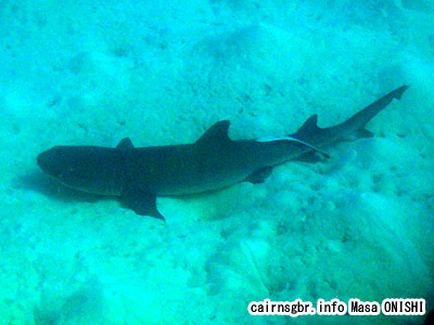 ネムリブカ/Whitetip reef shark/Triaenodon obesus