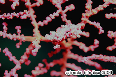 ピグミーシーホース , Pygmy seahorse, Hippocampus bargibanti