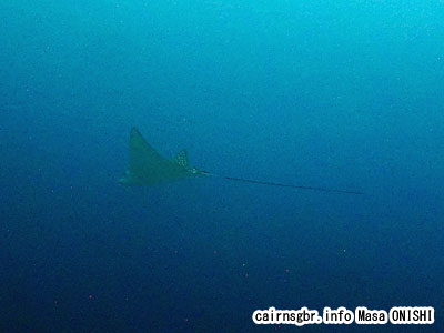 マダラトビエイ/Aetobatus narinari/Spotted eagle ray