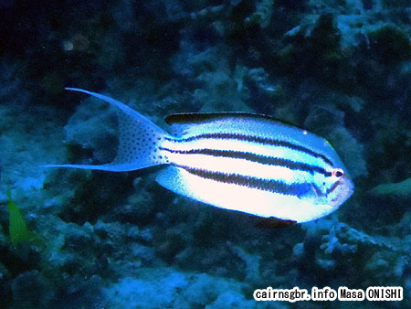 タテジマヤッコ / Genicanthus lamarck / Blackstriped angelfish
