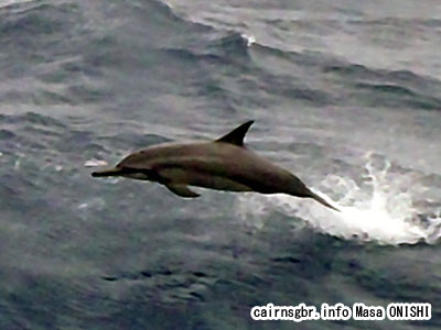 バンドウイルカ / Tursiops truncatus / Bottlenose dolphin