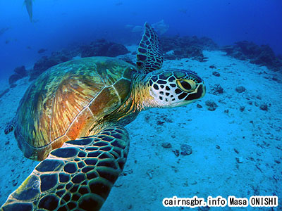 アオウミガメ/Chelonia mydas/Green turtle