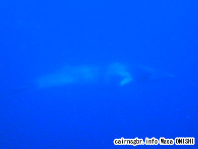 ミンククジラ/Balaenoptera acutorostrata/Dwarf Minke Whale