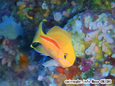 スジハナダイ/Pseudanthias fasciatus/One-stripe anthias