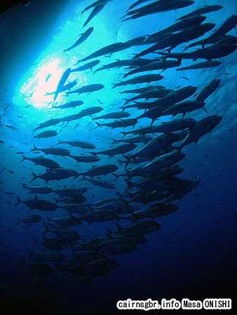 ギンガメアジ/Caranx sexfasciatus/Bigeye trevally