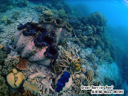 オオシャコガイ / Tridacna gigas / Giant clam