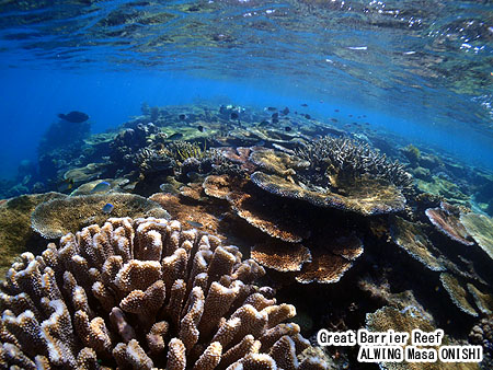 Great barrier reef under water