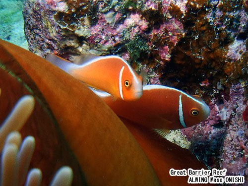 ハナビラクマノミ / Amphiprion perideraion Bleeker / Pink anemonefish