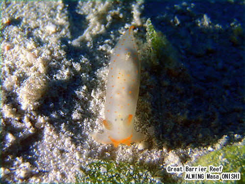 キヌハダウミウシsp / Gymnodoris sp
