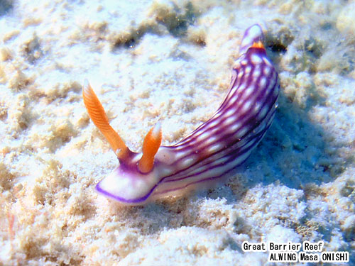 クチナシイロウミウシ / Hypselodoris whitei