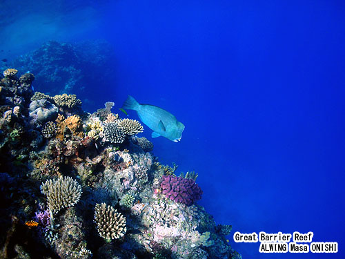 カンムリブダイ / Bolbometopon muricatum / Baffalo fish , Humphead parrotfish