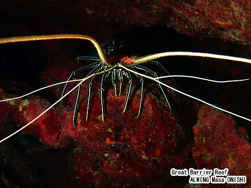 ゴシキエビ / Panulirus versicolor / Painted crayfish