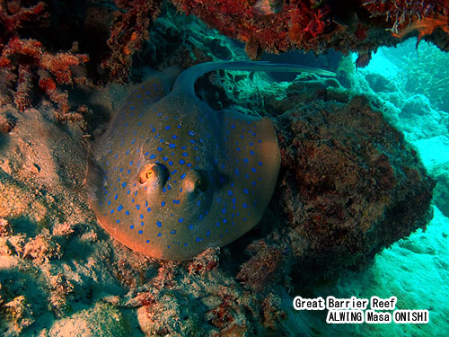 アオマダラエイ / Taeniura lymma / Blue-spotted ribbontail stingray