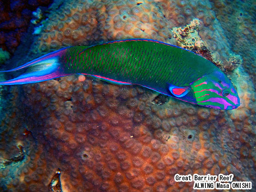 オトメベラ / Thalassoma lunare / Moon wrasse